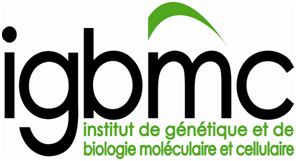 Partner-10 Institute of Genetics and Molecular and Cellular Biology Partner-10 IGBMC